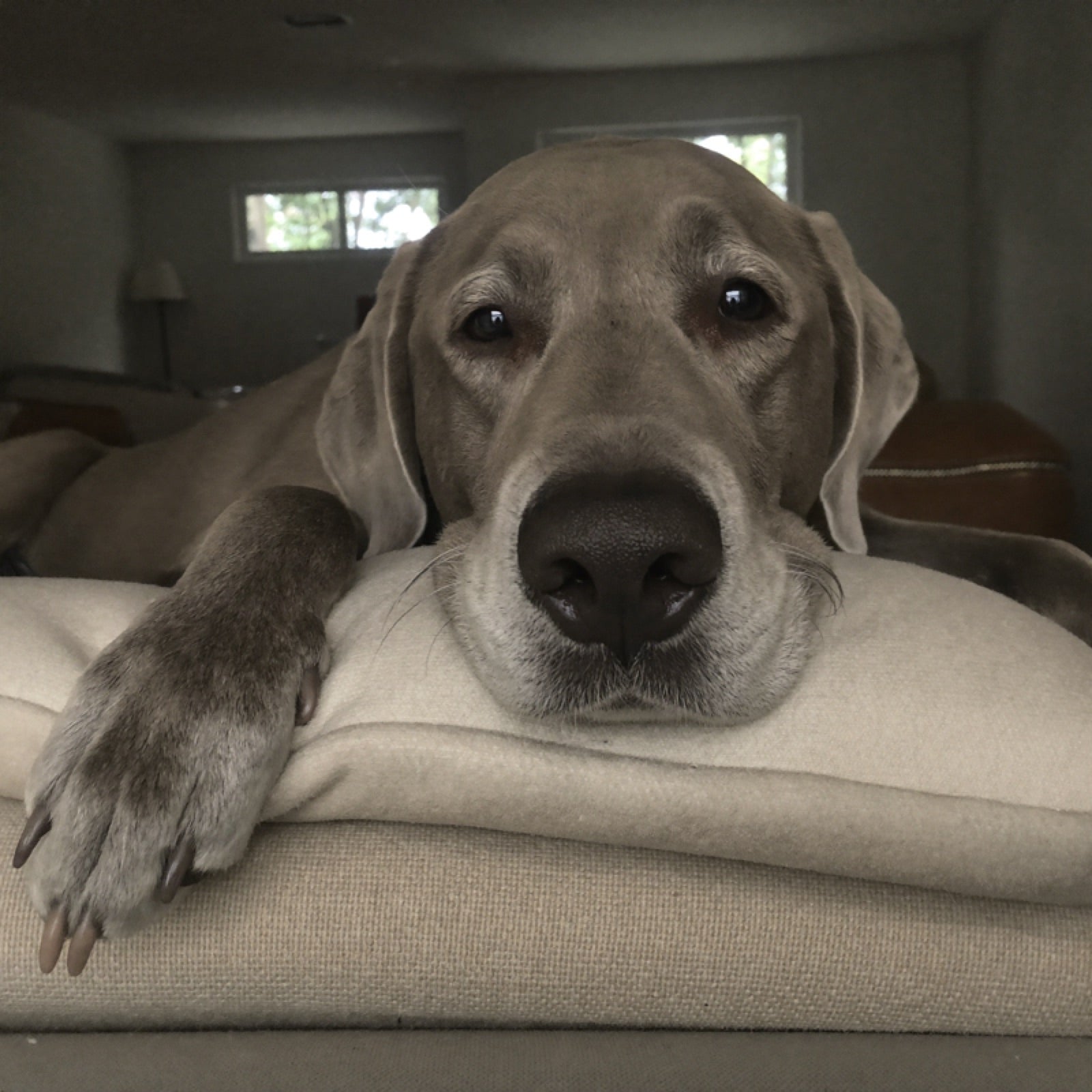 A senior labrador on a couch