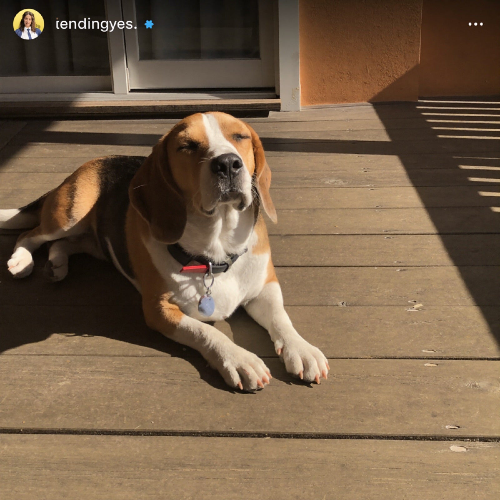A beagle on a sunny porch