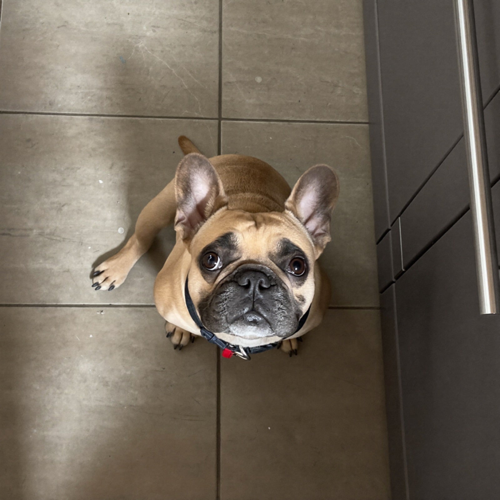 A french bulldog on a kitchen floor