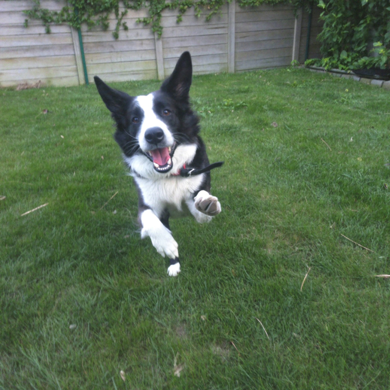 A border collie in a backyard