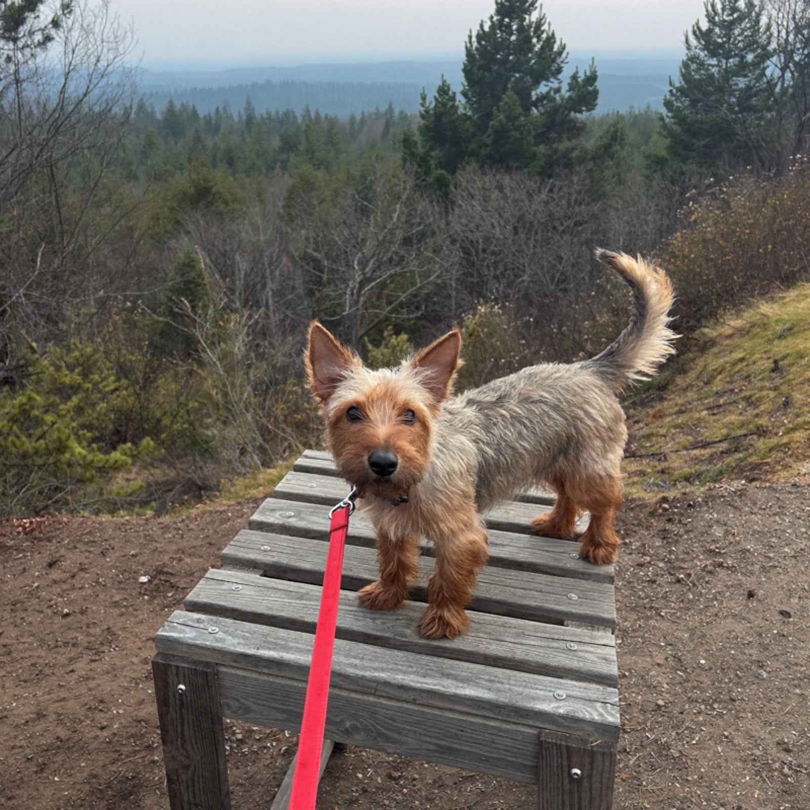 A terrier mix at a trailhead